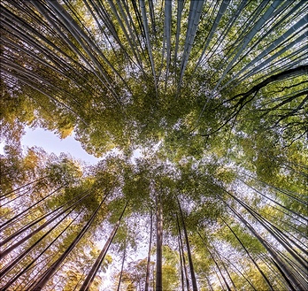 bamboo-1886974-1920-348x329 Bambuswald