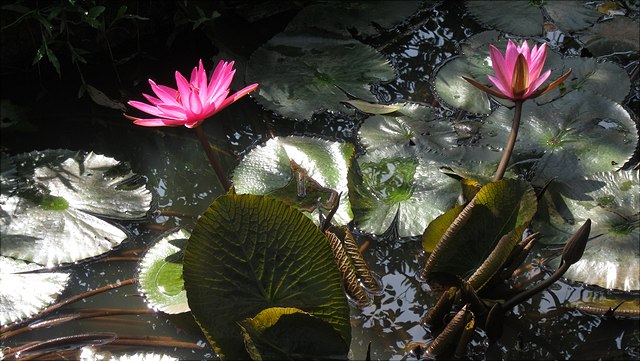 "Nymphaea rubra (Rote Wasserlilie)", Gregor Gawellek | UHH, cropped